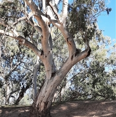 Eucalyptus camaldulensis (River Red Gum) at Bourke, NSW - 20 Aug 2020 by MB