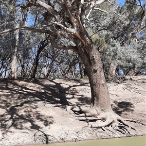 Eucalyptus sp. at Bourke, NSW by MB