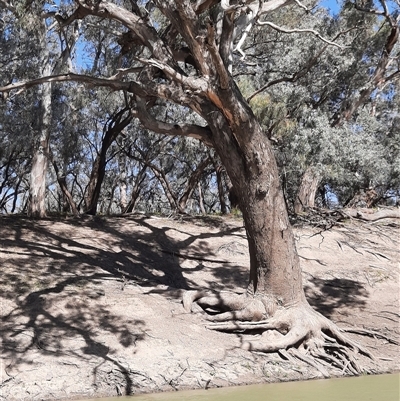 Eucalyptus camaldulensis (River Red Gum) at Bourke, NSW - 19 Aug 2020 by MB