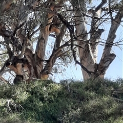 Eucalyptus camaldulensis (River Red Gum) at Bourke, NSW - 19 Aug 2020 by MB