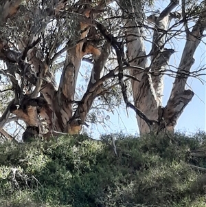 Eucalyptus sp. at Bourke, NSW by MB