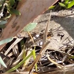 Unidentified Grasshopper (several families) at Mount Fairy, NSW - 16 Nov 2024 by clarehoneydove