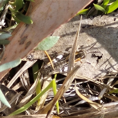 Brachyexarna lobipennis (Stripewinged meadow grasshopper) at Mount Fairy, NSW - 16 Nov 2024 by clarehoneydove