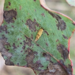 Stathmopoda crocophanes (Yellow Stathmopoda Moth) at Mount Fairy, NSW - 16 Nov 2024 by clarehoneydove