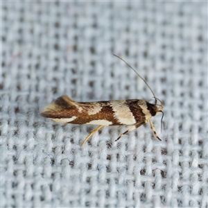 Macrobathra aphristis at Harrison, ACT - suppressed