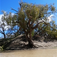 Eucalyptus camaldulensis (River Red Gum) at Gunderbooka, NSW - 22 Aug 2020 by MB