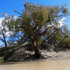 Eucalyptus camaldulensis at suppressed - suppressed