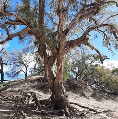 Eucalyptus camaldulensis at suppressed - suppressed