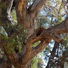 Eucalyptus camaldulensis at suppressed - suppressed