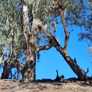 Eucalyptus camaldulensis at suppressed - suppressed