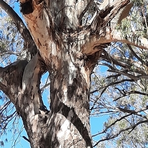 Eucalyptus camaldulensis at suppressed - suppressed
