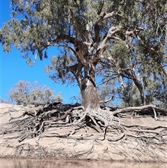 Eucalyptus camaldulensis at suppressed - suppressed