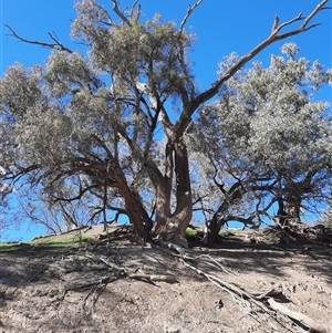 Eucalyptus coolabah at Louth, NSW - 25 Aug 2020