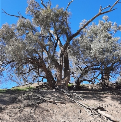 Eucalyptus sp. at Louth, NSW - 25 Aug 2020 by MB