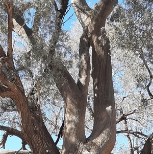 Eucalyptus coolabah at Louth, NSW - 25 Aug 2020