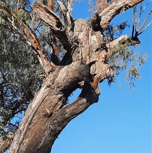 Eucalyptus camaldulensis at suppressed - suppressed