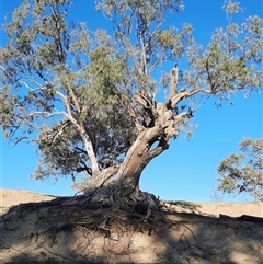 Eucalyptus camaldulensis at suppressed - suppressed