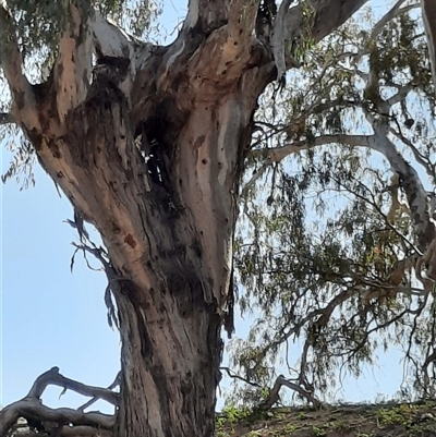 Eucalyptus camaldulensis (River Red Gum) at Louth, NSW - 29 Aug 2020 by MB