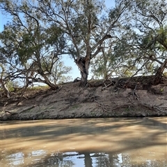 Eucalyptus camaldulensis at suppressed - suppressed