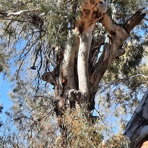 Eucalyptus camaldulensis at suppressed - suppressed