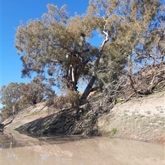 Eucalyptus camaldulensis at suppressed - suppressed