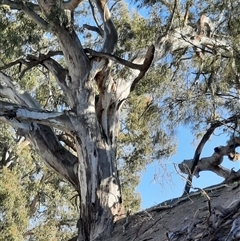 Eucalyptus camaldulensis (River Red Gum) at Tilpa, NSW - 30 Aug 2020 by MB