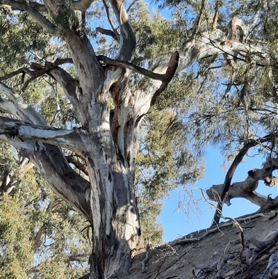 Eucalyptus camaldulensis (River Red Gum) at Tilpa, NSW - 30 Aug 2020 by MB