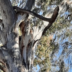 Eucalyptus camaldulensis at suppressed - suppressed