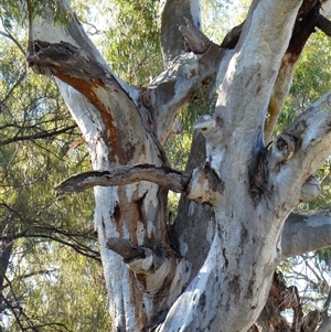 Eucalyptus camaldulensis at suppressed - suppressed