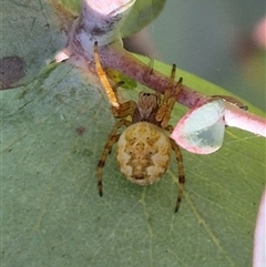 Araneus hamiltoni (Hamilton's Orb Weaver) at Mount Fairy, NSW - 16 Nov 2024 by clarehoneydove