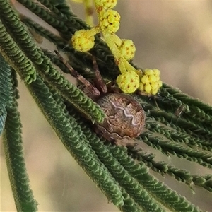 Araneus hamiltoni at Mount Fairy, NSW - 16 Nov 2024