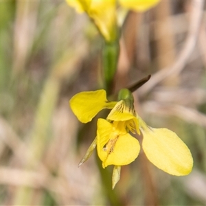 Diuris monticola at Mount Clear, ACT - suppressed