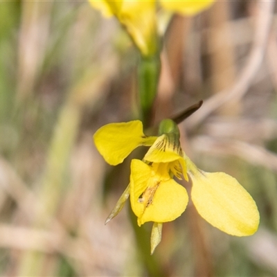 Diuris subalpina at Mount Clear, ACT - 16 Nov 2024 by SWishart