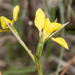 Diuris monticola at Mount Clear, ACT - suppressed