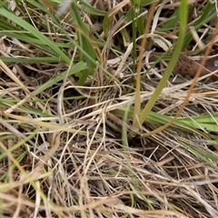 Diuris monticola at Mount Clear, ACT - suppressed