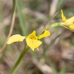 Diuris monticola at Mount Clear, ACT - suppressed