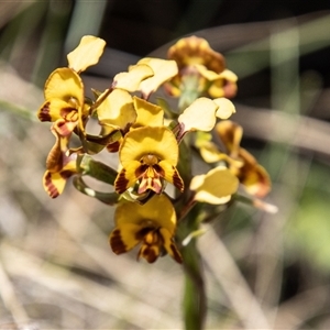 Diuris semilunulata at Mount Clear, ACT - suppressed