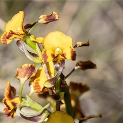 Diuris semilunulata at Mount Clear, ACT - suppressed