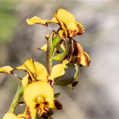 Diuris semilunulata at Mount Clear, ACT - suppressed