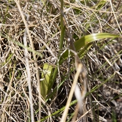 Diuris semilunulata at Mount Clear, ACT - suppressed