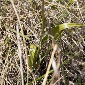 Diuris semilunulata at Mount Clear, ACT - 16 Nov 2024