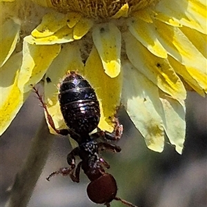 Thynninae (subfamily) at Mount Fairy, NSW - 16 Nov 2024