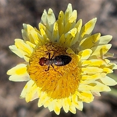 Thynninae (subfamily) at Mount Fairy, NSW - 16 Nov 2024