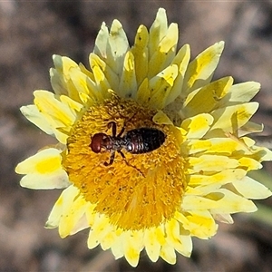 Thynninae (subfamily) at Mount Fairy, NSW - 16 Nov 2024