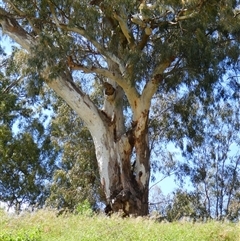 Eucalyptus camaldulensis (River Red Gum) at Tilpa, NSW - 2 Sep 2020 by MB