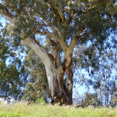 Eucalyptus camaldulensis (River Red Gum) at Tilpa, NSW - 2 Sep 2020 by MB