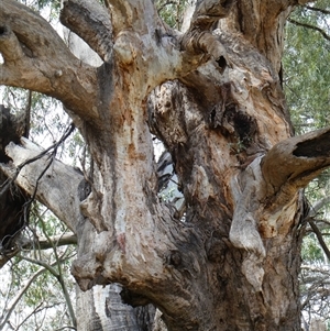 Eucalyptus camaldulensis at suppressed - suppressed