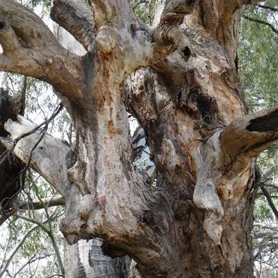 Eucalyptus camaldulensis (River Red Gum) at Tilpa, NSW - 2 Sep 2020 by MB