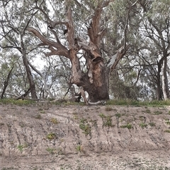 Eucalyptus camaldulensis at suppressed - suppressed