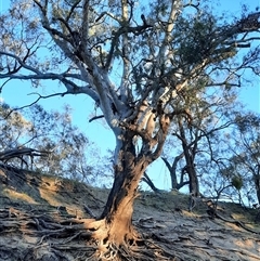 Eucalyptus camaldulensis (River Red Gum) at Wilcannia, NSW - 7 Sep 2020 by MB